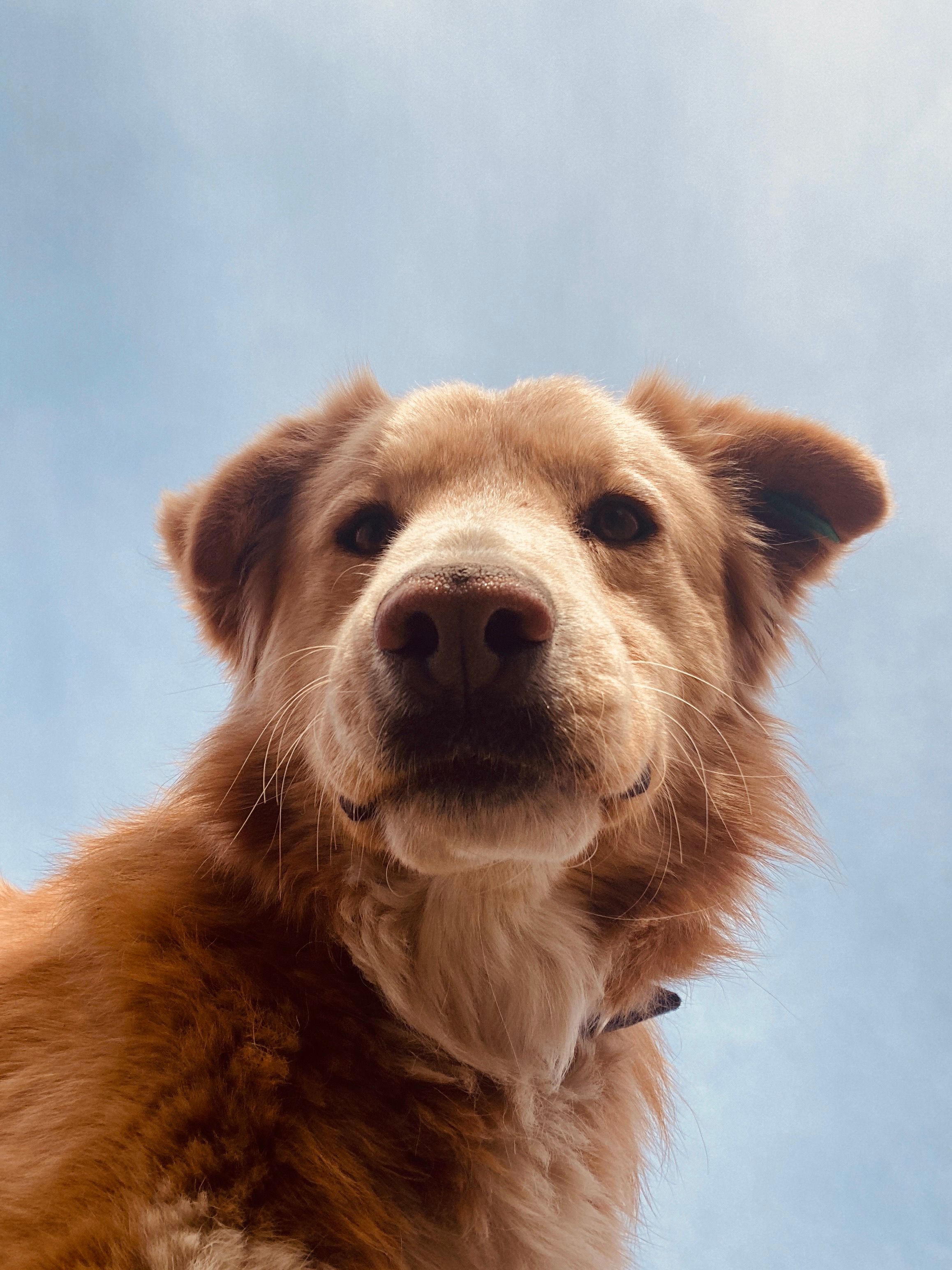 A dog portrait, calm and present